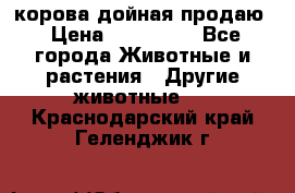 корова дойная продаю › Цена ­ 100 000 - Все города Животные и растения » Другие животные   . Краснодарский край,Геленджик г.